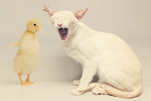 white cat and yellow duckling