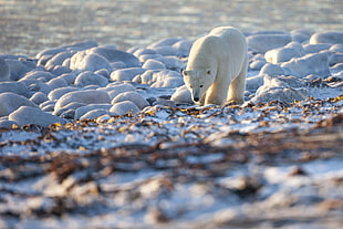 polar bear walking on white stones