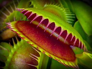 selective focus photography of Venus Fly Trap plants HD wallpaper