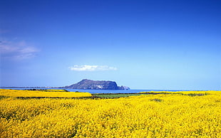 yellow flower field, landscape