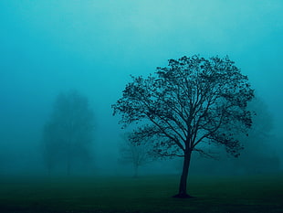 tree surrounded by fog