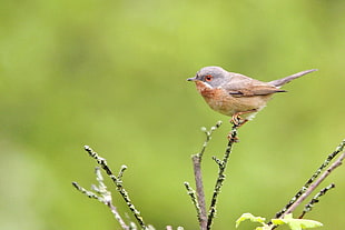 depth of field photography of brown short beaked bird perching on black plant branch