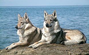 two grey dire wolves