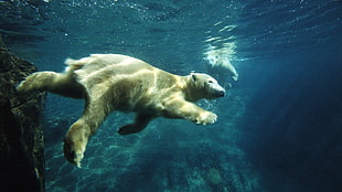white Polar bear HD wallpaper