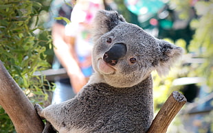 photo of Koala HD wallpaper