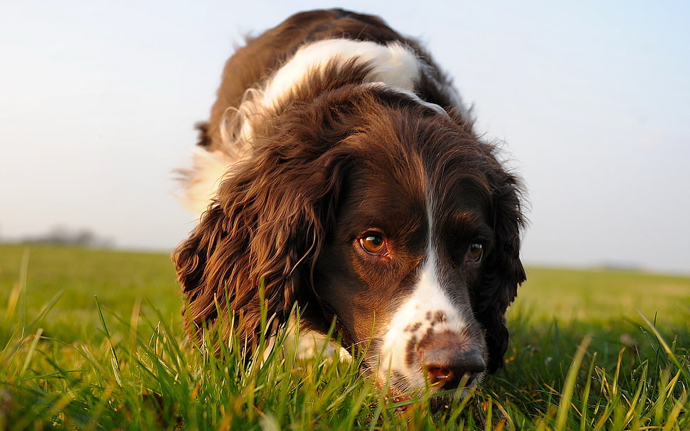 Springer Spaniel on grass field HD wallpaper