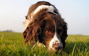 Springer Spaniel on grass field HD wallpaper