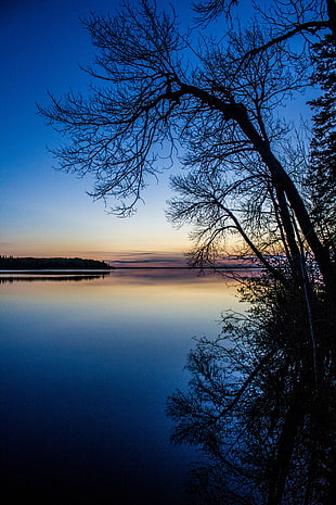 silhouette of bare trees near body of water