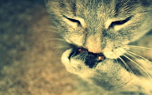 Cat,  Muzzle,  Paw,  Close-up HD wallpaper