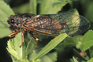 selective focus photography of brown and black fly on green leaf
