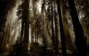 grayscale photo of forest, photography, landscape, nature, forest