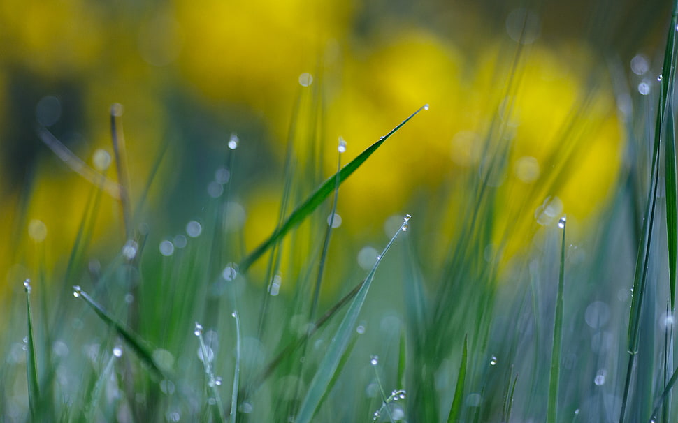 green linear leaf plant during daytime HD wallpaper