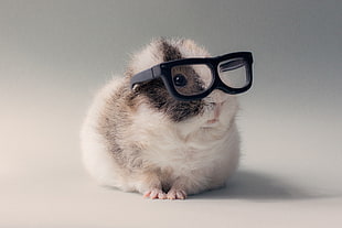 white and gray hamster wearing eyeglasses photo