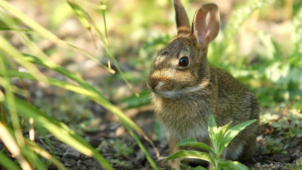 brown and white coated rabbit HD wallpaper