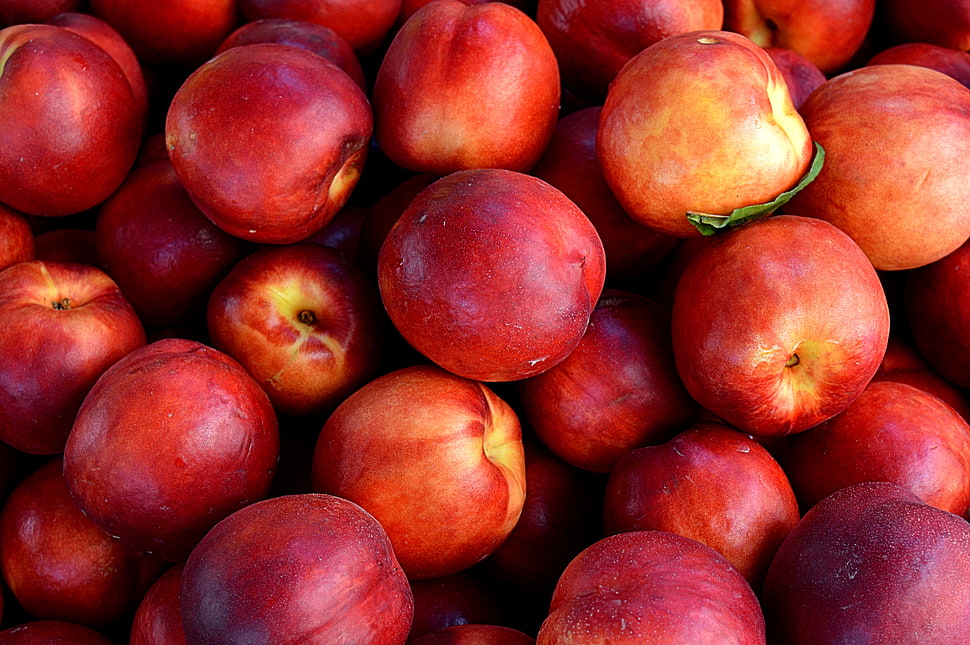 bundle of red apple fruits HD wallpaper