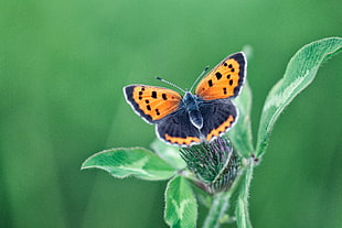 macro shot of black and orange butterfly on green flower