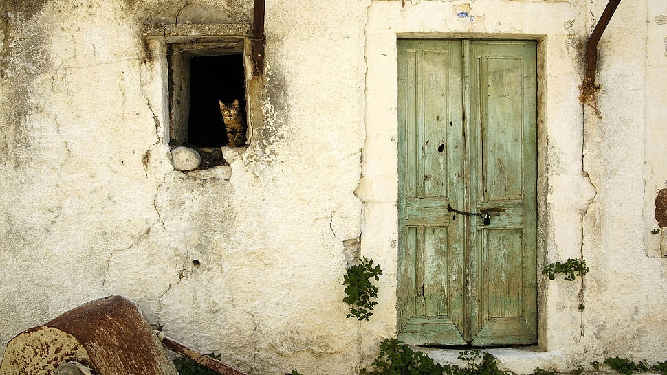 brown cat on window HD wallpaper
