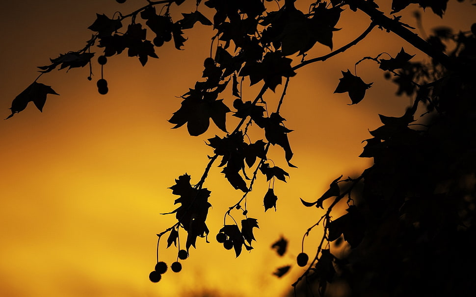 tree silhouette during sunset HD wallpaper
