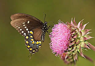 selective focus photography of brown butterfly on pink flower