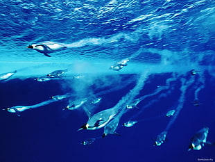 gray penguins, sea, underwater, penguins