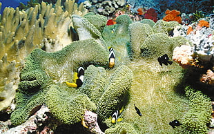 shoal of fish, clownfish, sea anemones, coral, sea