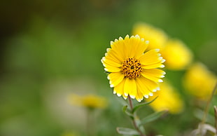 shallow depth of field photography of yellow petaled flowers