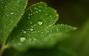 morning dew on green plants