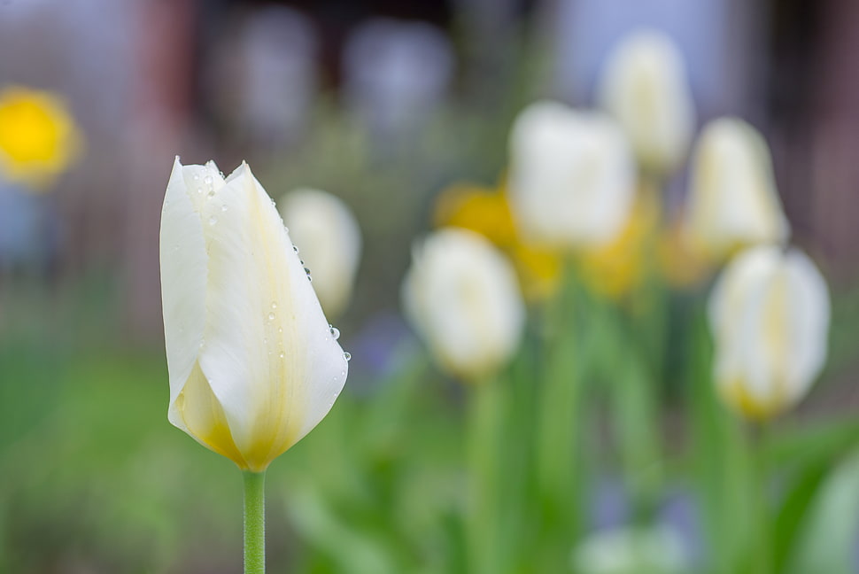 field, flowers, garden, blur HD wallpaper