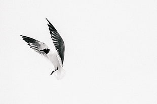 black and white bird taking flight