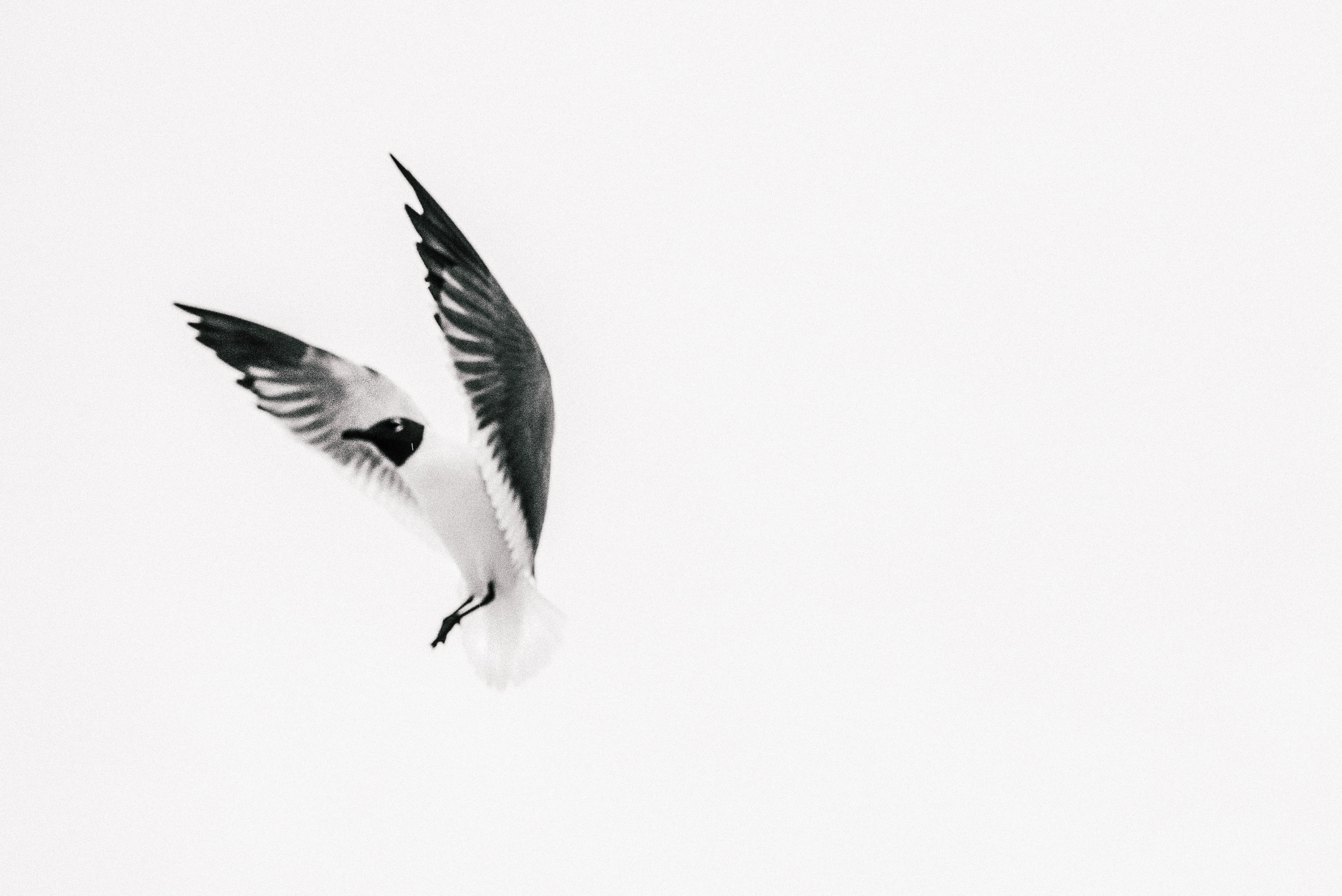 White bird, seagulls, birds HD wallpaper | Wallpaper Flare