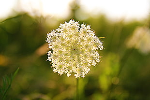 selective focus photography of white clustered flower