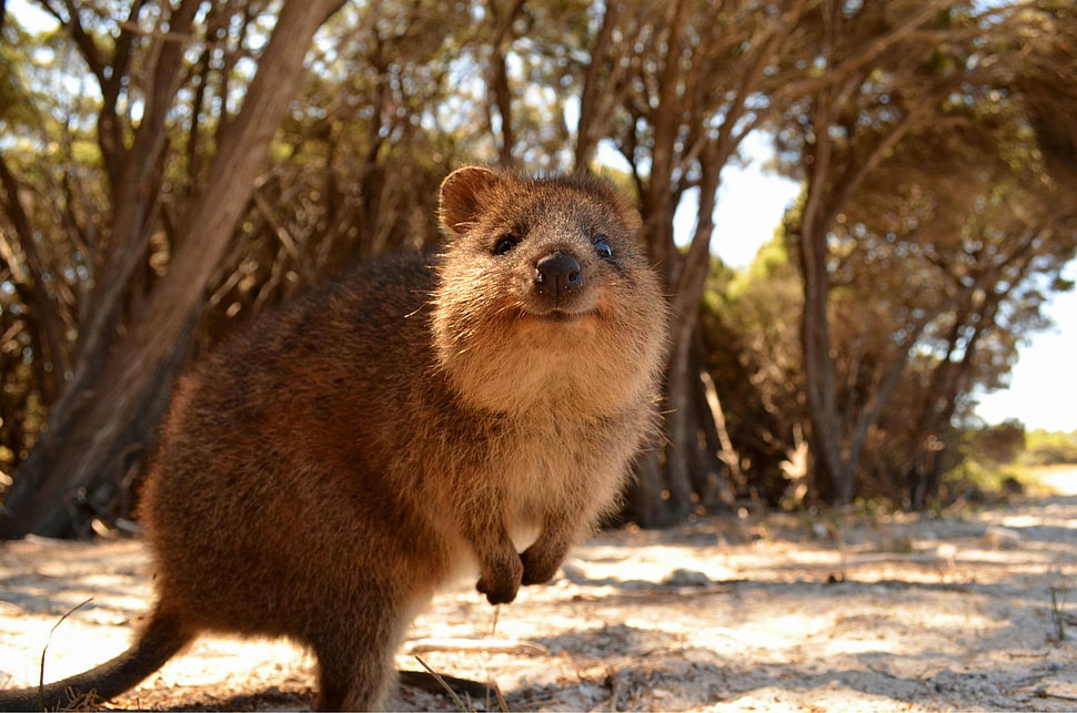 brown mouse, animals, Australia, quokka HD wallpaper
