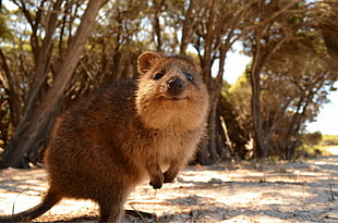 brown mouse, animals, Australia, quokka