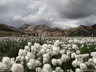 white petaled flower field, National Geographic, landscape, mountains, Iceland HD wallpaper