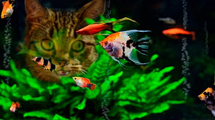 green and yellow fish with fish, cat, fish, water, tropical fish HD wallpaper