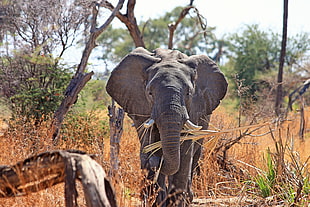 adult elephant standing near grass