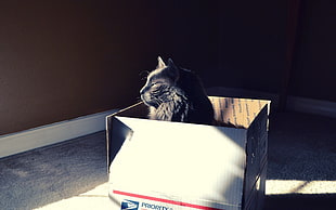 grey cat inside white cardboard box