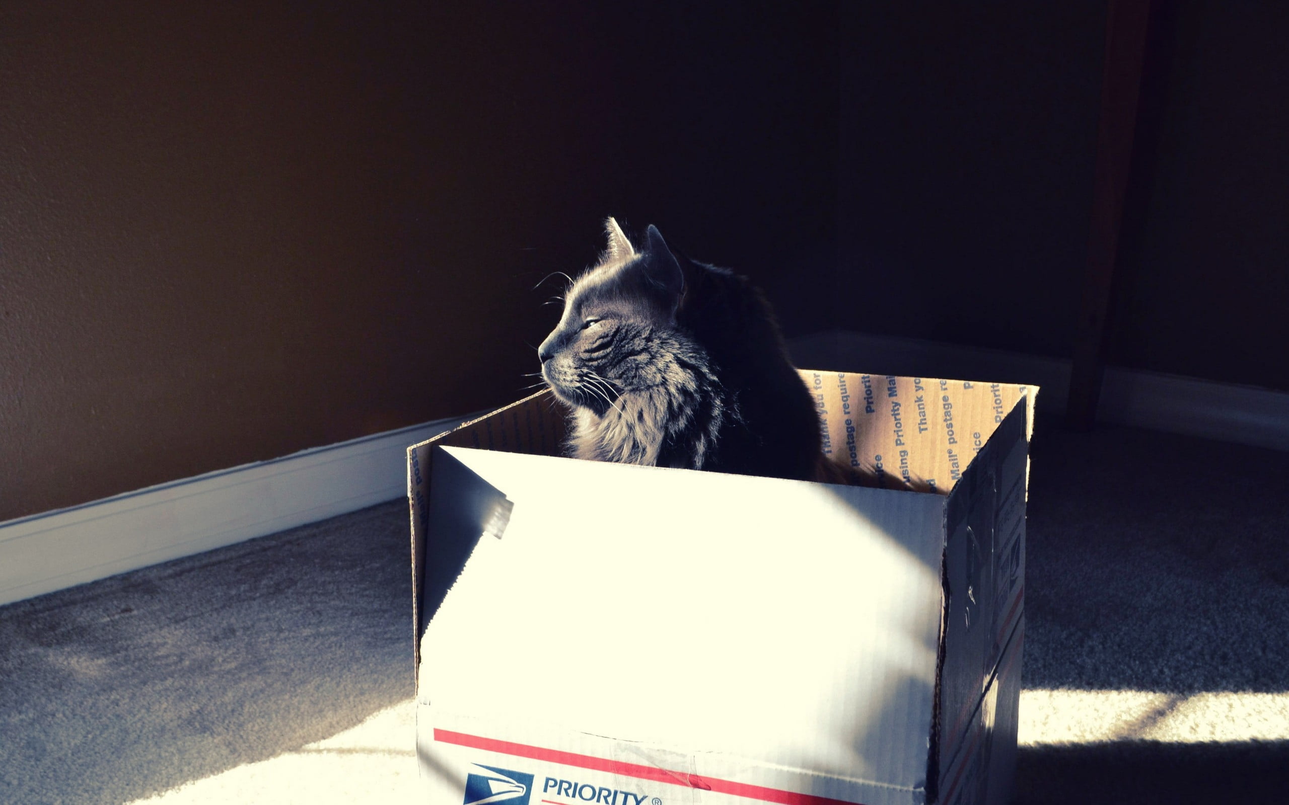 grey cat inside white cardboard box
