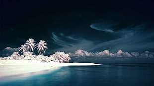 coconut tree, landscape, beach, sea, digital art