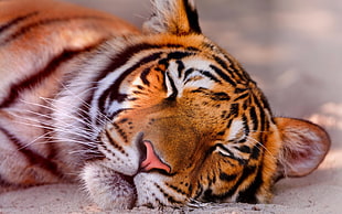 orange and black tiger, animals, nature, tiger