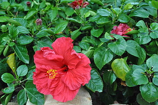 red hibiscus flower with leaves HD wallpaper