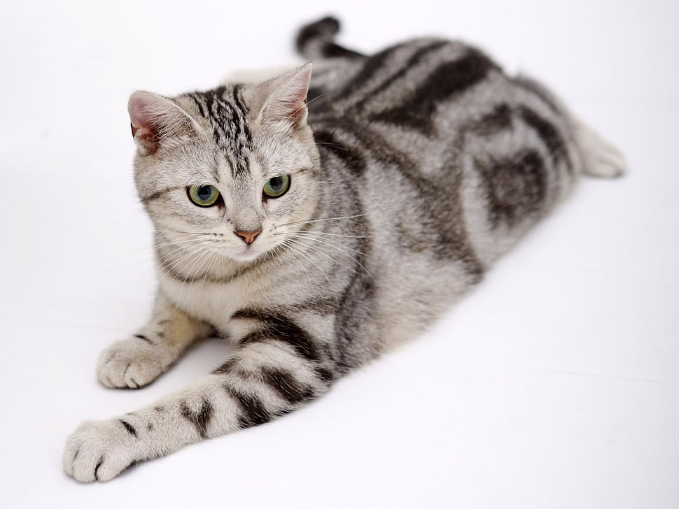 gray Tabby cat HD wallpaper