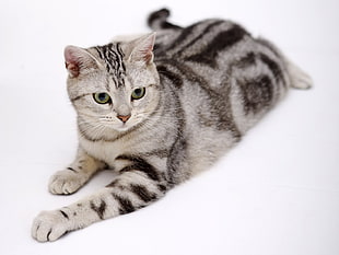 gray Tabby cat