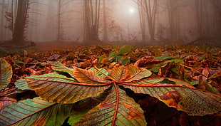brown and green leaf, nature, landscape, forest, leaves