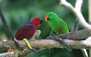close-up photo of green and red lovebirds on brown branch during daytime