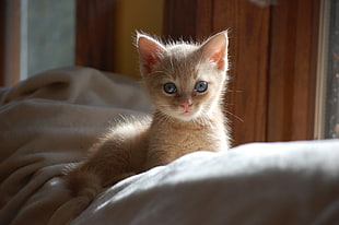 orange kitten on white cushion