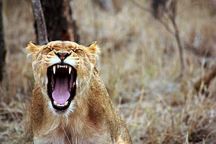 lioness roaring HD wallpaper