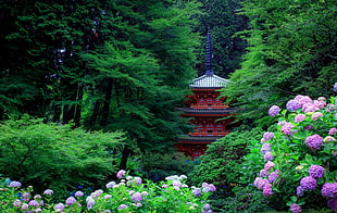 green and purple leaf plant, Asian architecture, pagoda, trees, forest