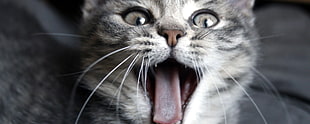 silver tabby cat, cat, animals, eyes HD wallpaper