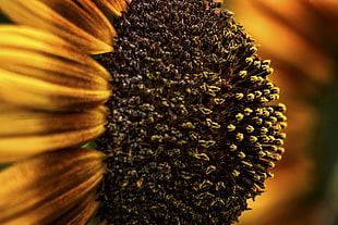 black and yellow Sunflower HD wallpaper
